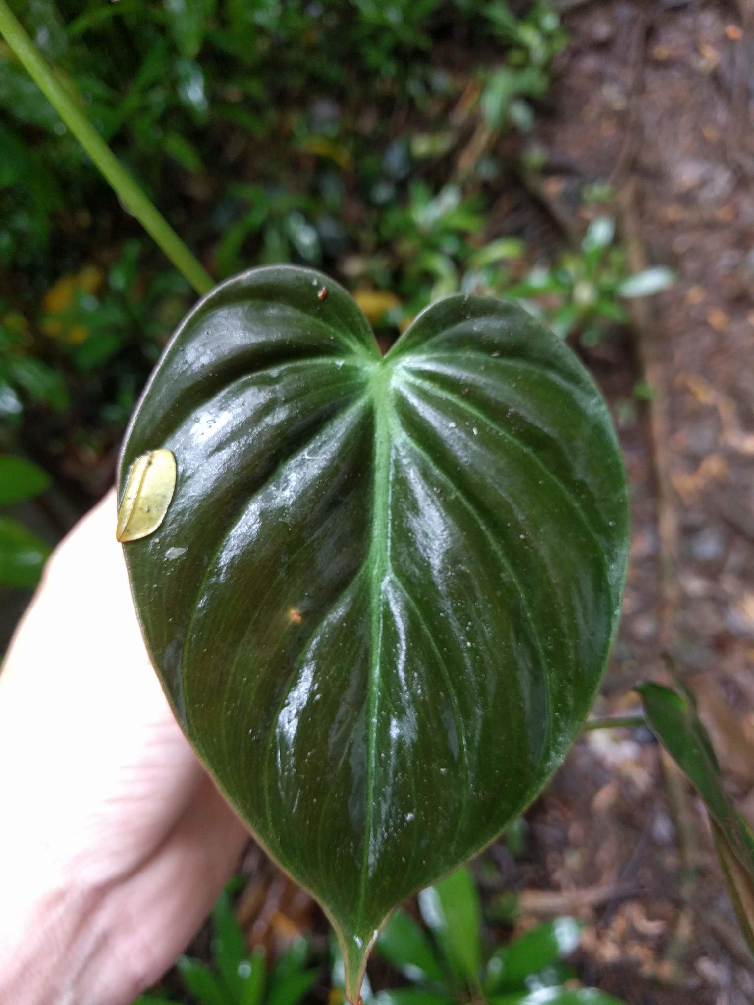 Philodendron hederaceum